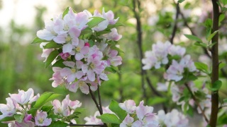 4K分辨率，春天开花的海棠树视频素材模板下载