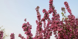 4K分辨率，春天开花的海棠树