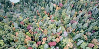 枫叶树叶改变颜色在魁北克，加拿大，秋天的季节背景