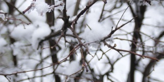 春寒阴天，雪下树枝上的蓓蕾。