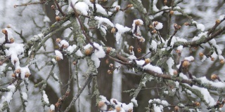 春寒阴天，雪下树枝上的蓓蕾。