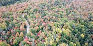 枫叶树叶改变颜色在魁北克，加拿大，秋天的季节背景