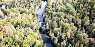 枫叶树叶改变颜色在魁北克，加拿大，秋天的季节背景