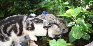 可爱的虎斑猫饮水在荷塘碗绿色花园。