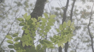 春季森林植物，索尼S-log3色机型视频素材模板下载