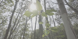春季森林植物，索尼S-log3色机型