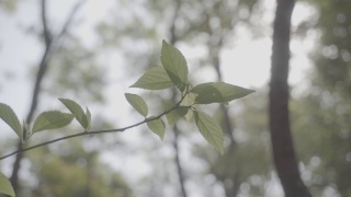 春季森林植物，索尼S-log3色机型视频素材模板下载