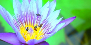 蜜蜂在淡紫色莲花的花粉上找到了甜蜜