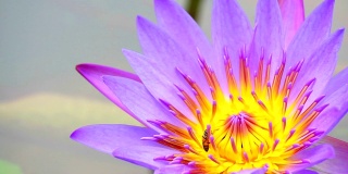 蜜蜂在池塘里盛开的紫莲花花粉上找到了甜蜜