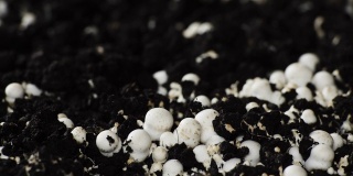 蘑菇生长时间长，新鲜的香菇从地面发芽。