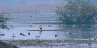 灰鹭和其他水鸟在雾蒙蒙的冬天早晨在湿地keoladeo或bharatpur鸟类保护区，拉贾斯坦，印度。冬天清晨的keoladeo国家公园。