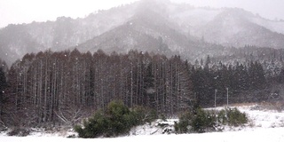 慢镜头:日本福岛山区下雪