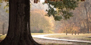 运动课程和自行车道与大树在前景-岩石溪公园-华盛顿，哥伦比亚特区-秋天