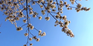 透过树顶看，春天盛开的樱桃树
