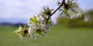 春天盛开的樱桃树