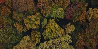 鸟瞰图秋天的森林在国家公园和一条山路