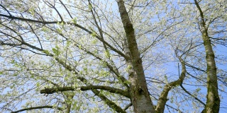 透过树顶看，春天盛开的樱桃树