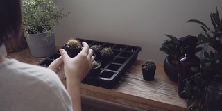 一名年轻女子正在整理仙人掌花盆