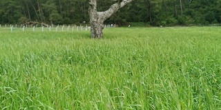 春日的草地景观，黑松在田野的中间，柳树等树木在背景中。