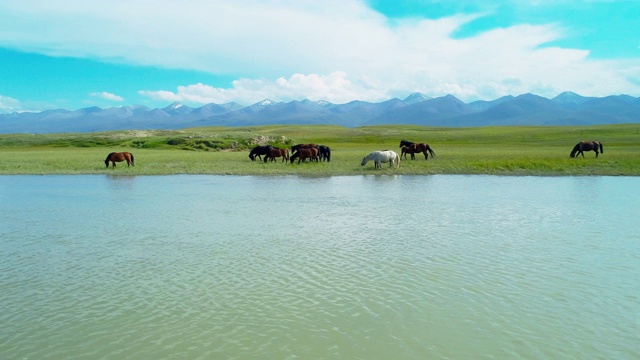 美丽的新疆草原景观