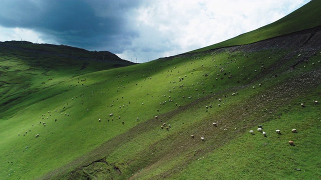 新疆高原草原牧羊空中景观