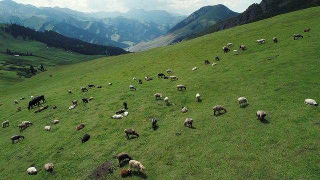 一群羊在高原草原上吃草