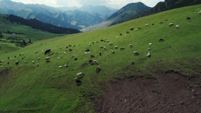 一群羊在高原草原上吃草