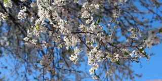 蓝天下盛开的梅树。春日花园中盛开的白花在风中摇曳。