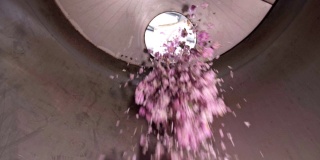 在蒸馏瓶中倒入粉红玫瑰花，香精油生产