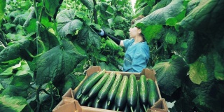 农业，务农，粮食生产理念。一名妇女在温室里收集黄瓜。