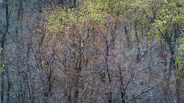 天气异常，四月森林春雪带风，从上面看。气候变化
