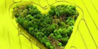 爱情的树林