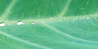 雨水滴在芋头叶子上