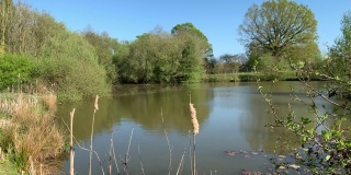 春天乡间一个美丽宁静的池塘