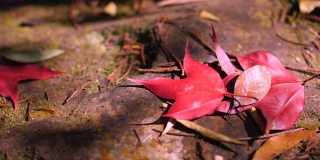 秋天的背景。绿色的地面上覆盖着红色的枫树叶