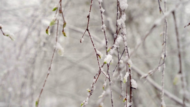 一场突如其来的春雪覆盖了所有的树木、桦树花和嫩叶