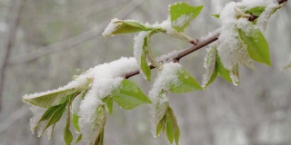 一场突如其来的春雪覆盖了所有的树木，雪覆盖了弗吉尼亚李的花朵和嫩叶