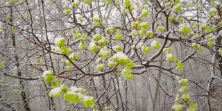 一场突如其来的春雪覆盖了所有的树木，枫叶和嫩叶