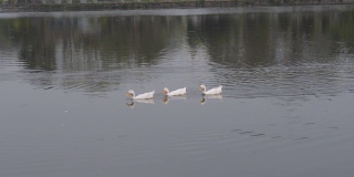 三鸭鸟水海鸟(鹅、天鹅、鸭科或涉水水鸟科)在公园的湖面上游泳、漂浮。宠物在一起背景。野生题材的动物。