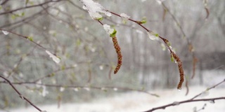 一场突如其来的春雪覆盖了所有的树木、桦树花和嫩叶