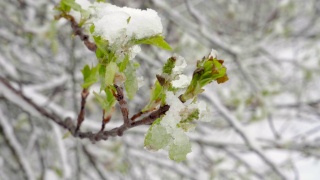 一场突如其来的春雪覆盖了所有的树木，雪覆盖了弗吉尼亚李的花朵和嫩叶视频素材模板下载