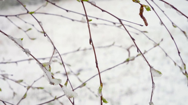 一场突如其来的春雪覆盖了所有的树木、桦树花和嫩叶