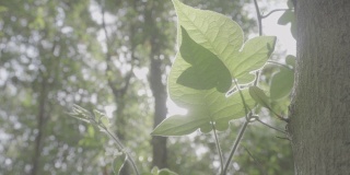 春季森林植物，索尼S-log3色机型