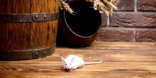 乡村背景上的小白鼠。