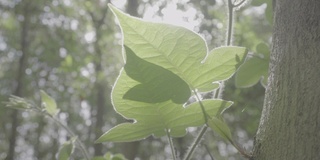 春季森林植物，索尼S-log3色机型