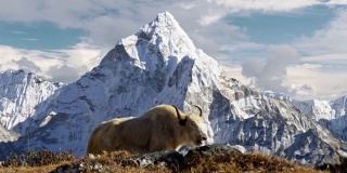 尼泊尔喜玛拉雅山脉的白牦牛。背景是尼泊尔白雪覆盖的阿玛达布拉姆山。珠峰大本营徒步旅行(EBC)。替身拍摄,4 k