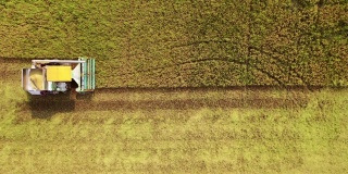 鸟瞰图联合收割机在茉莉花稻田作业。