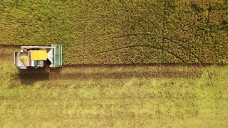 鸟瞰图联合收割机在茉莉花稻田作业。视频素材模板下载