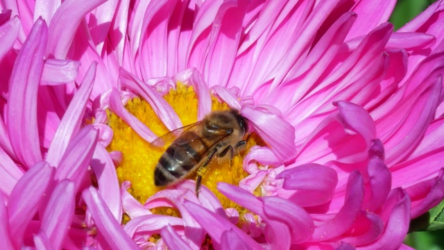 蜜蜂在紫菀花上采集花蜜