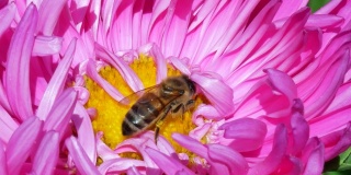 蜜蜂在紫菀花上采集花蜜